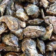 FDA issues warning about oysters because of danger of paralytic shellfish poisoning