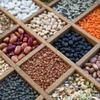 Research shows beans and chickpeas consumption boost shortfall nutrient intake