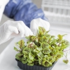 Scientist shortage: Plant breeder deficit threatens global food security, study reveals