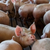 EU pork producers “caught in the crossfire” as China launches anti-dumping investigation into meat e