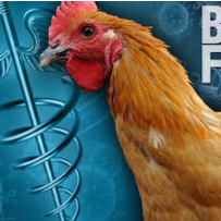 Bird flu kept on coming during the holiday weekend