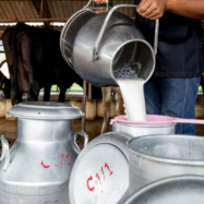 WVU experts warn of risks associated with raw milk sales