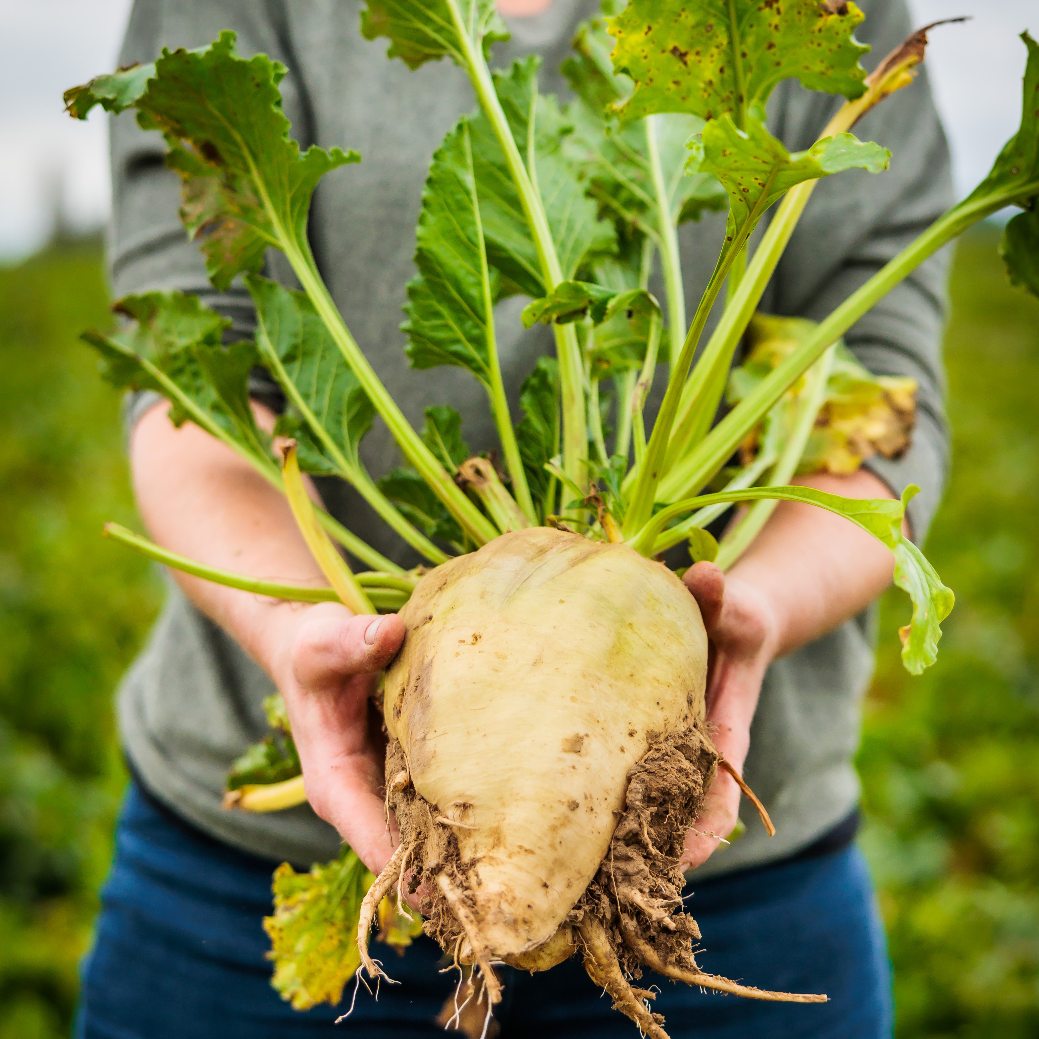 Beyond The Headlines: Kerry unveils food safety lab, Beneo’s climate farming project