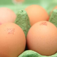 UK survey reveals knowledge gaps on imported eggs