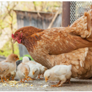 Study finds backyard chicken flocks show higher rates of Campylobacter and Salmonella