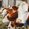 FrieslandCampina and Mars unite to tackle dairy farm-related greenhouse gas emissions