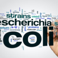 Sources of sporadic E. coli cases examined in Denmark