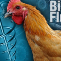 Rapid test for bird flu developed