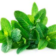 Mint recalled in Ontario because of E. coli contamination