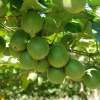 Monk fruit opportunities open up in UK and EU after regulatory U-turn