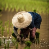 Innovative water management technique could cut methane emissions in Philippines’ rice paddies