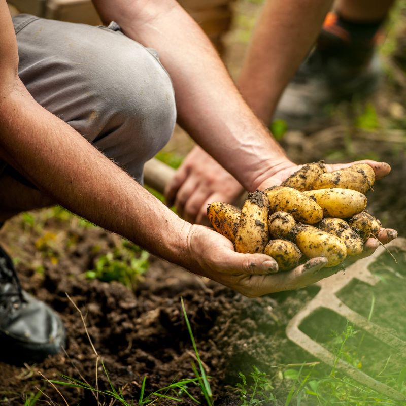 Bayer and Solynta potato partnership leverages hybrid breeding for disease-resistant crops