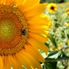 Pollination decline can significantly impact world’s food supply, US researchers uncover