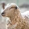 Greece bans movement of goats and sheep to combat “goat plague” outbreak