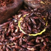 Edible insects may trigger shellfish allergies undetected by testing kits, caution researchers