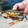 Shellfish standards: UK seafood industry’s welfare codes spark debate over animal treatment