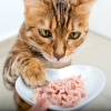 Feline flavors: Scientists use cats as “taste testers” to elevate pet food appeal