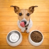 Cult Food Science subsidiary submits trial design for cultured meat in pet food to FDA