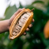 Webinar preview: Prova adapts to cocoa market needs while keeping focus on sustainability