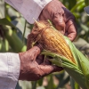 Sugar and cereal costs drive dip in global food prices in August, flags FAO