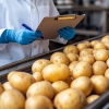 AI-based potato contaminant detector targets bruises and rot to elevate profitability