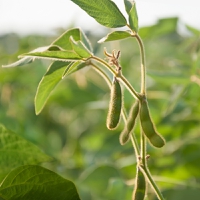 US researchers tackle greenhouse gas emissions with climate-smart soybean harvest