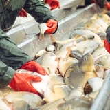 “Future-proofing fishing”: UK fisheries upgrade practices amid rising animal welfare concerns