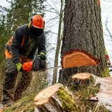 EU plans to push back anti-deforestation law by 12 months