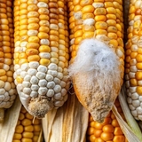 dsm-firmenich flags mycotoxin contamination risks for animal health and sustainable agriculture