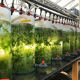 “Blue burgers from the sea”: Researchers unlock novel method to extract sea lettuce protein