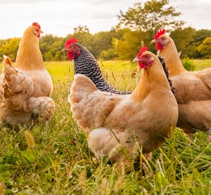 UK poultry exports return to South Africa after eight-year ban