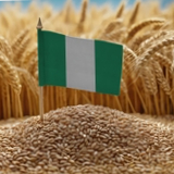 Olam Agri bolsters Nigerian food security with heat-tolerant durum wheat for pasta