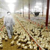 New Zealand halts all poultry exports amid bird flu outbreak