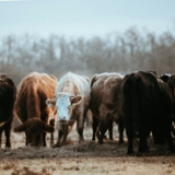 Feeding cows seaweed cuts methane emissions by almost 40%, study reveals