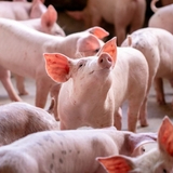 China lifts UK pork import ban, sparking potential £80M industry revenue boost
