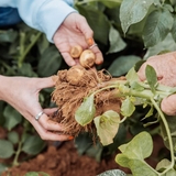 Molecular farming start-up begins field cultivation of egg protein-producing potatoes