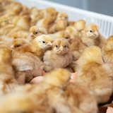 NestFresh unveils “Cheggy” technology to reduce male chicken culling in animal welfare advancement