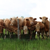 Export bans on German meat and dairy products expand as foot-and-mouth outbreak spreads