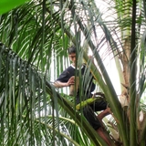 Indonesia’s sweet spot: Tradin Organic secures fund for sustainable coconut sugar