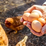 “Volatile” US egg prices more than double in the past year as bird flu and consumer demand drive up 