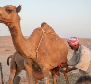 Why camel milk is the ‘white gold of the desert’ for your digestive health