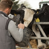 EU stakeholders demand mandatory animal welfare labeling for meat and dairy products amid delays