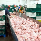 British biosecurity under threat: Port authority CEO raises alarm over border controls on illegal me