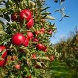 Cider makers call on UK government to save declining orchards