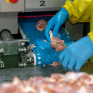 Republicans want to prevent USDA from implementing rule to control Salmonella