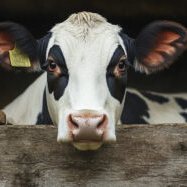 Salmonella Dublin project receives funding