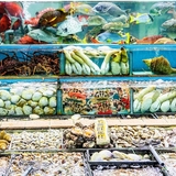 Stakeholders call for Hong Kong seafood import regulation overhaul amid traceability concerns