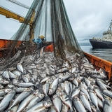 “Good on paper”: WWF highlights gaps in EU’s marine policy following European Commission’s assessmen
