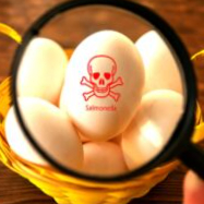 Australia reviews egg standards after Salmonella outbreak