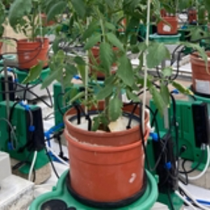 Water loss measurements can identify plant disease in tomatoes before symptoms appear, flags researc
